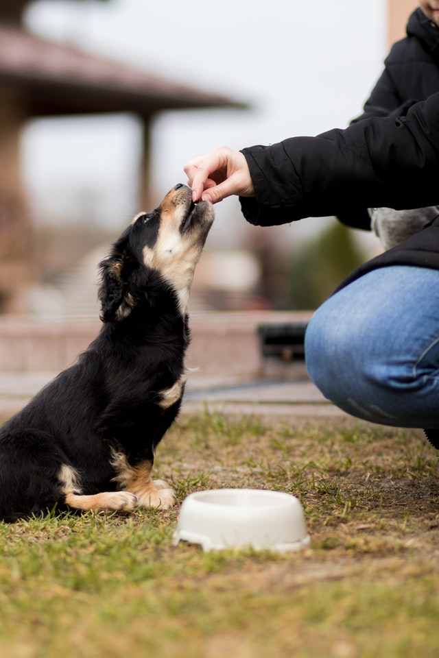 Sådan holder du hygiejnen i orden i køkkenet med en hund
